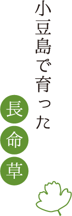 小豆島の長命草